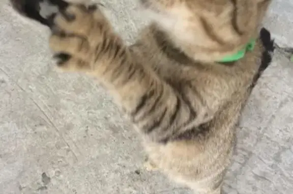 Найдена кошка на ул. Олимпийской в Тюмени