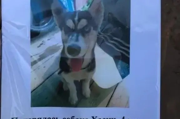 Пропала собака на Падуанском пляже, Братск