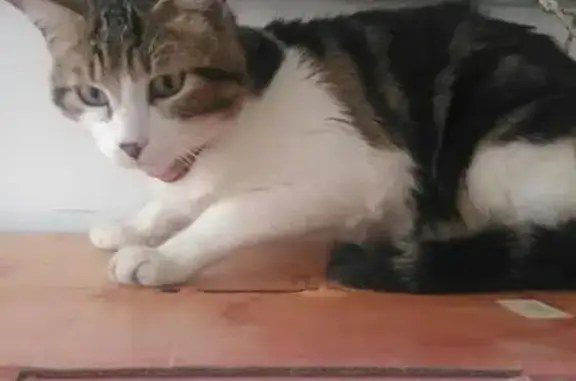 Найден домашний кот на ул. Савченко, 18, Ярославль