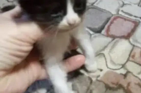 Найдена кошка и котята возле дома в Ростове