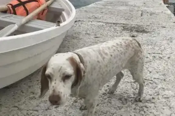 Пропала собака в Сочи: порода пойнтер, зовут Матильда