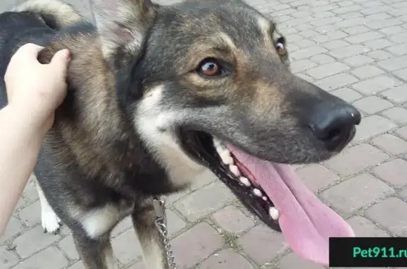 Найден пёс на ул. Республики, Красноярск