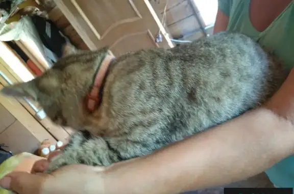Найден домашний кот в Ласьвинских хуторах, Пермь