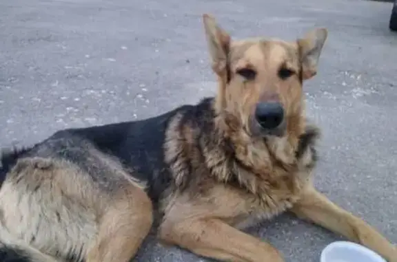 Найден грустный пёс в Зюзино, Москва