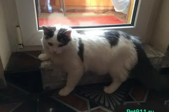 Пропала кошка Валерия в Копейске