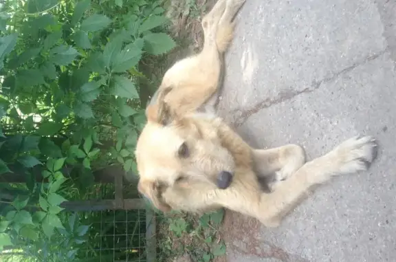 Найдена собака в деревне Сенино, Московская область