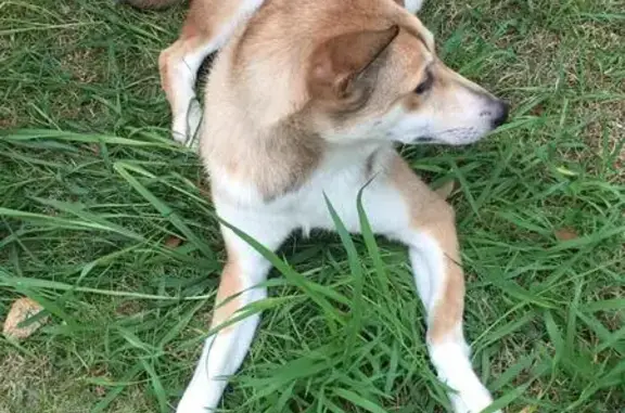 Найдена собака в центре Сочи