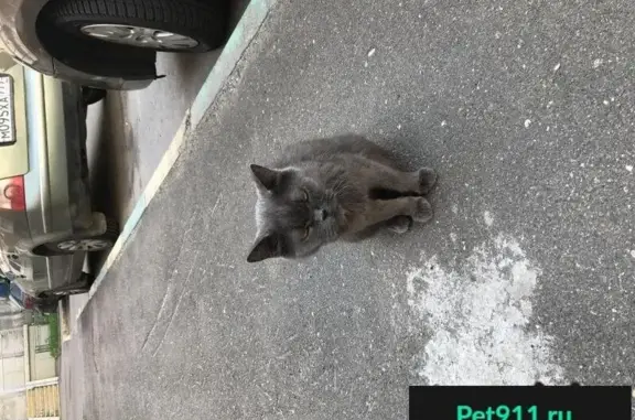 Пропала кошка, найдена на Липчанского, Москва.