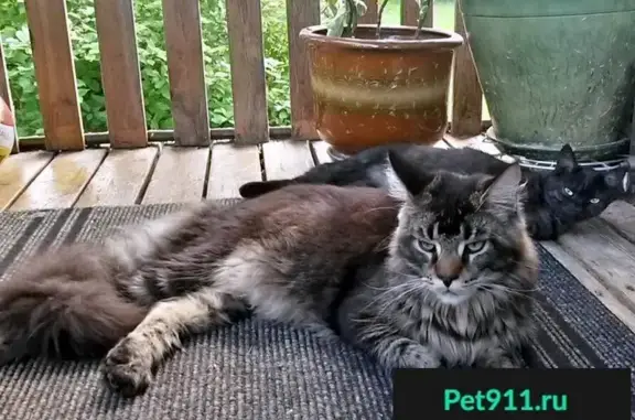 Пропала кошка Бонифаций в Истре, Московская область
