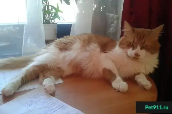 Пропала кошка в поселке Стрельна, СПб.