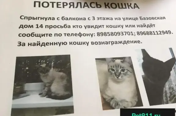 Пропала кошка на Базовской, 14.