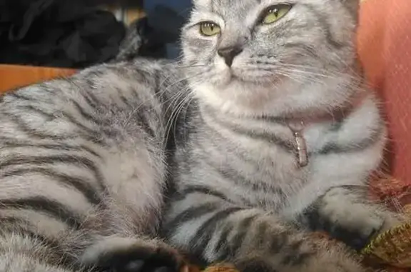 Кошки потеряшки, Хохловское сельское поселение, фото: Потеряшка кошка в полоску с ошейником в Хохловке, Пермский край