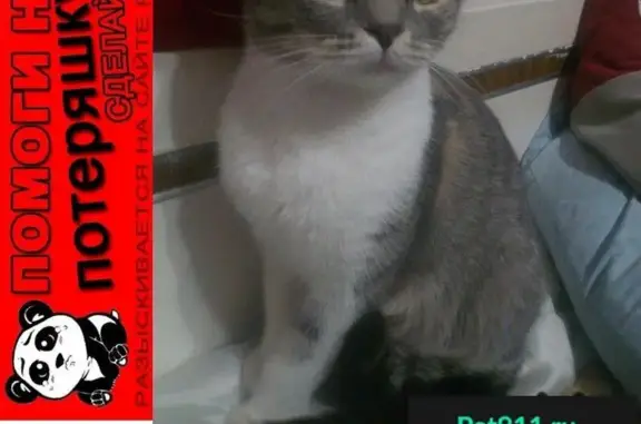 Кошки потеряшки, Ростов-на-Дону, фото: Потеряшка кошка на ул. Манежная