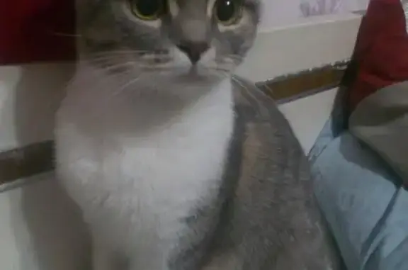 Кошки потеряшки, Ростов-на-Дону, фото: Потеряшка кошка Шера на Манежной улице, Ростов-на-Дону