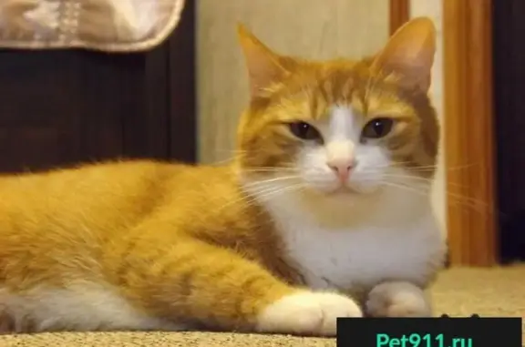 Пропала кошка в Пушкино на Чистых Прудах