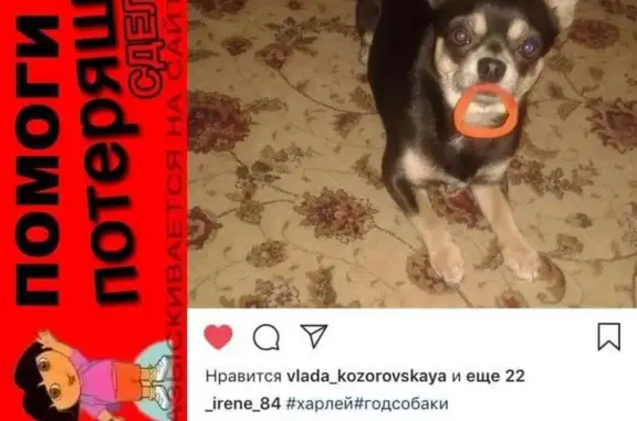 Пропала собака в селе Красном, Переславский район.