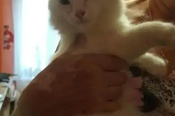 Найдена белая кошка (Екатеринбург)