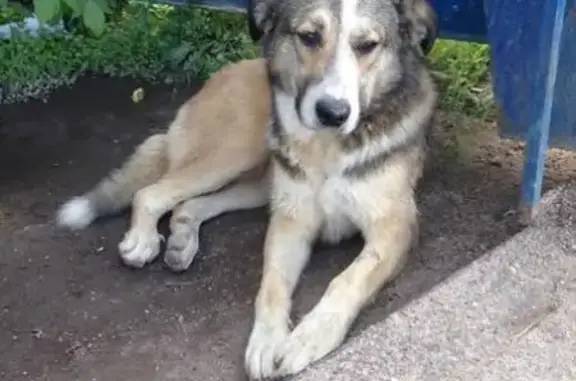 Собака найдена на остановке в Смоленске