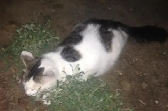 Найдена кошка около дома в Волгограде