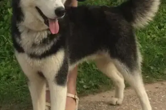 Пропала собака в Торжоке на Тверецкой набережной