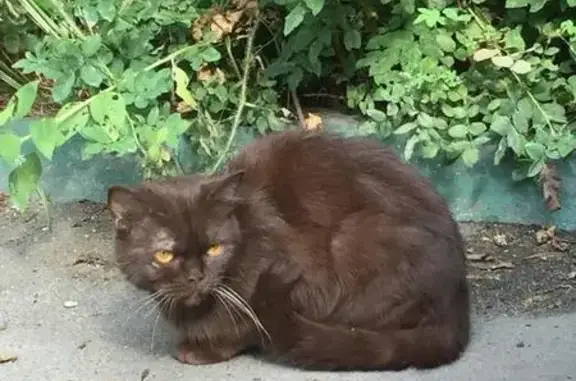 Найдена кошка в Москве, Солнцево