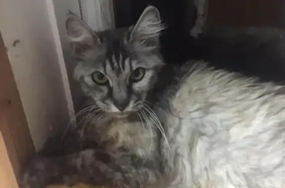 Найдена кошка в Москве и МО, ищет дом