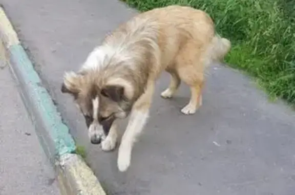 Найдена собака в Электростали, Проспект Ленина.