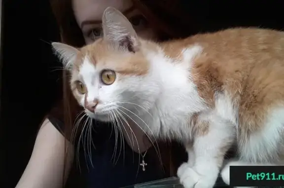 Пропала кошка с адресником на ошейнике в Кемерово