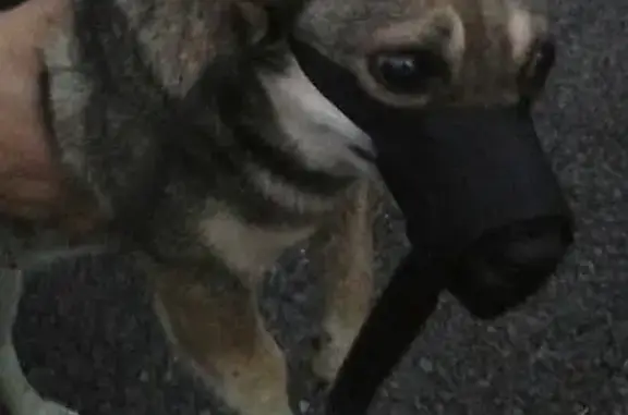 Найдена собака с перебитой лапой на Южном районе, Кемерово