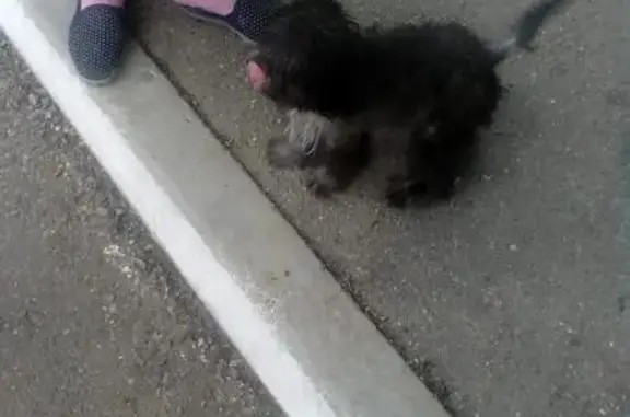 Найден щенок в Чите, ищем новый дом