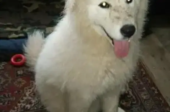 Найдена собака в районе Смоленка, Чита