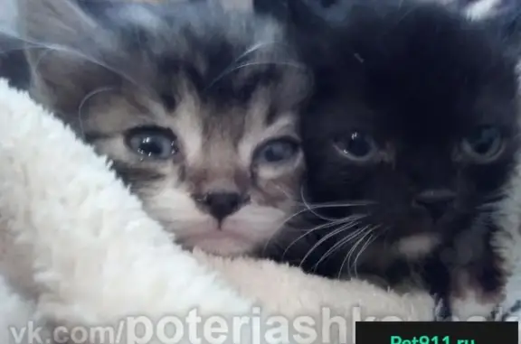 Найдены котята в Новосибирске, ищут любящих родителей