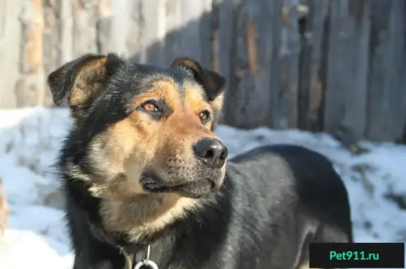 Найдена собака Рекс, ищет новый дом в Красноярске