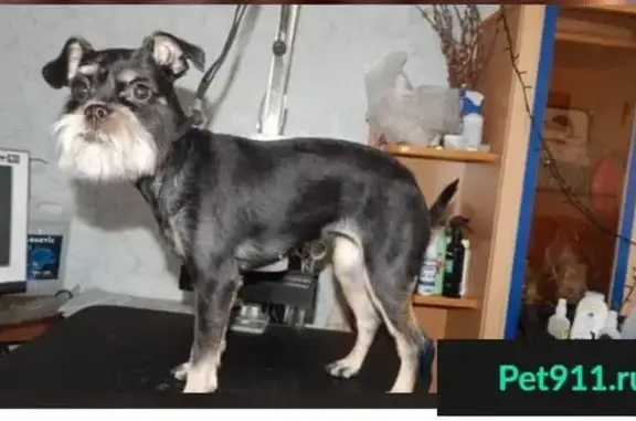 Собаки потеряшки, СНТ Геолог, фото: Потеряшка собака в СНТ Геолог, ул. Васильковая 165