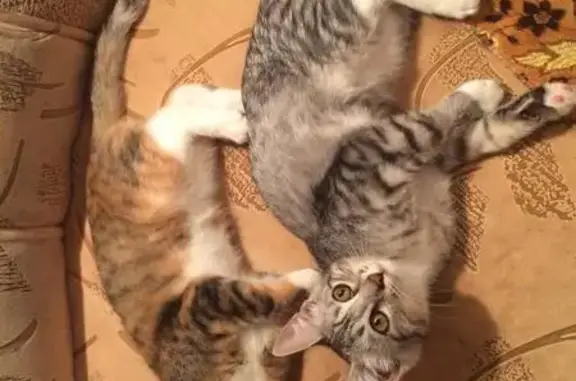 Два котенка ищут дом в Тамбове