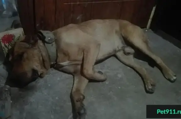 Найдена собака в Севастополе, район площади Ушакова