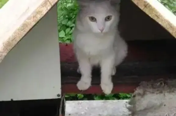 Найден белый кот на пр-те Ленина 150а #найденбелыйкот