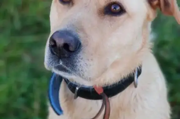 Пропала собака Джордж в Юркино, Московская область