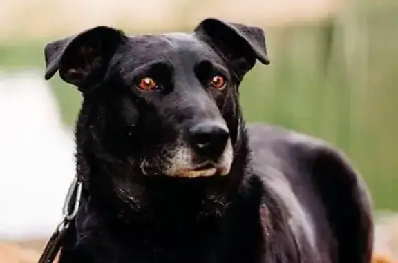Пропала собака в Наро-Фоминске, вознаграждение 50 тыс. рублей!