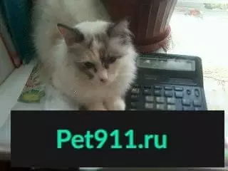 Пропала кошка Ася на Краснодонцев 9 в Череповце