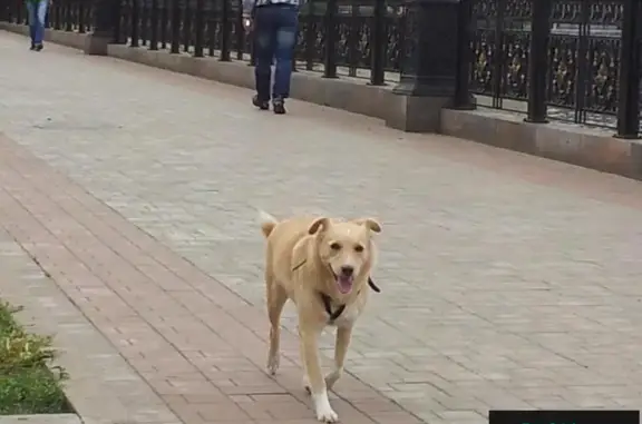Собаки потеряшки, Донецьк, фото: Потеряшка собака на Пр.Ильича, Донецк