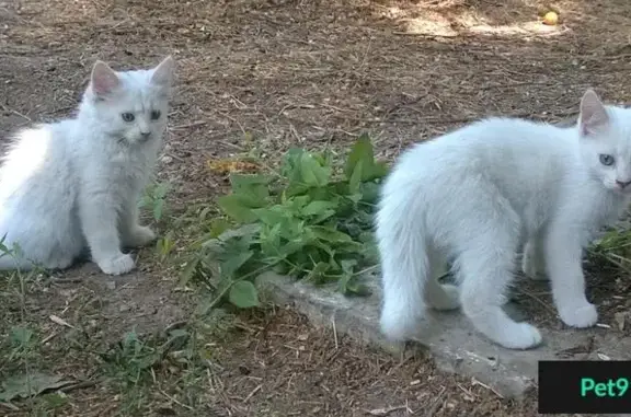 Две котята ищут дом в Волгограде