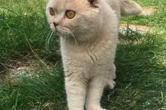 Красивый кот на даче в Тульской обл.