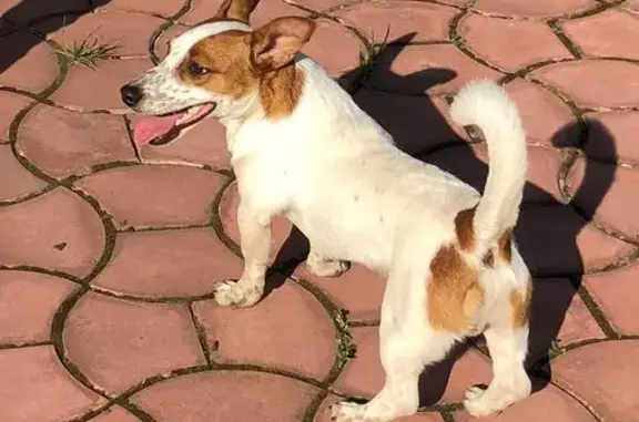 Пропала собака в Подольском районе, бело-рыжий джек рассел Дися, вознаграждение.