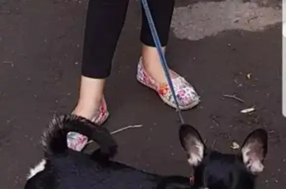 Собаки потеряшки, Фокино, фото: Потеряшка собака с неправильным прикусом в Шибенце, Брянская обл.