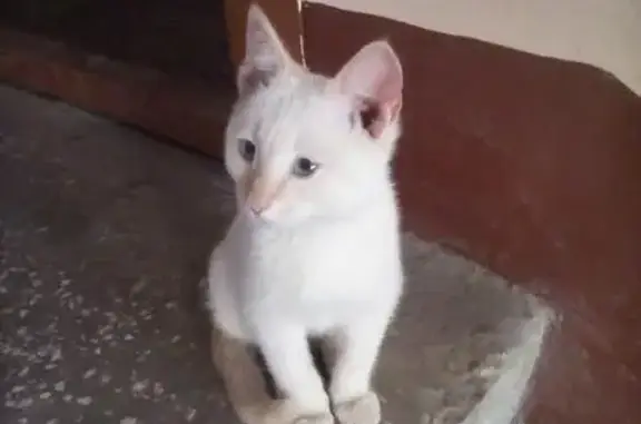 Найден котенок в Компрессорном, Екатеринбург