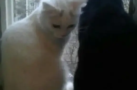 Найдена кошачья семья в Санкт-Петербурге!