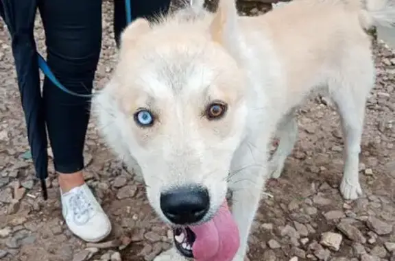 Собака с голубым и карим глазом найдена в Быково