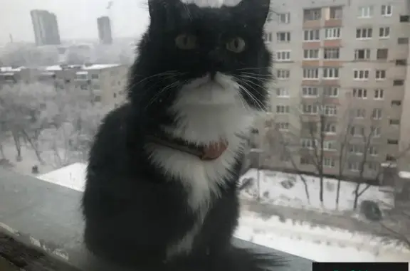 Пропала кошка по адресу в Тольятти!