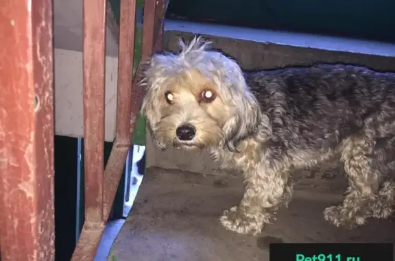 Найдена собака на пр. Кольском, Мурманск